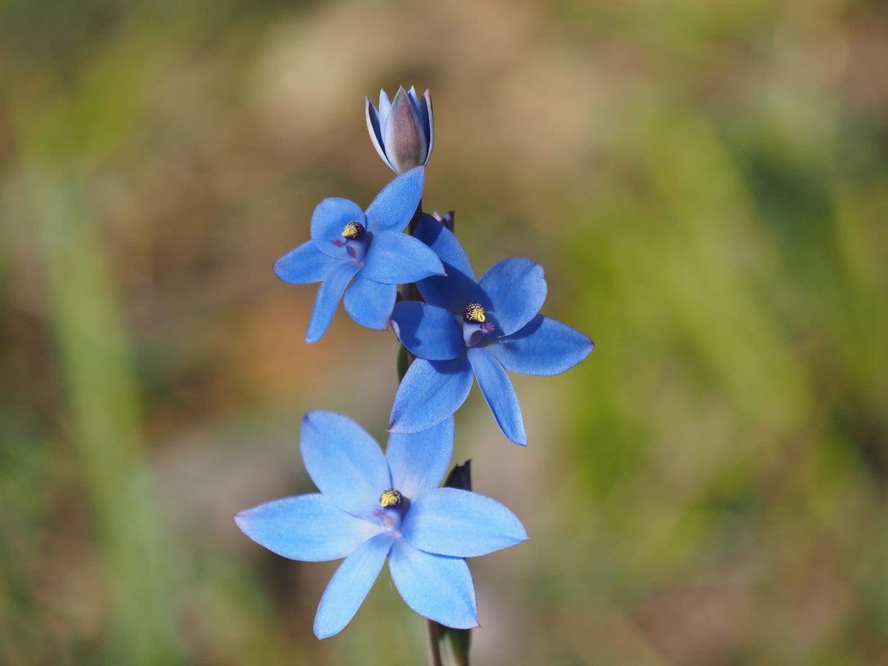 Thelymitra