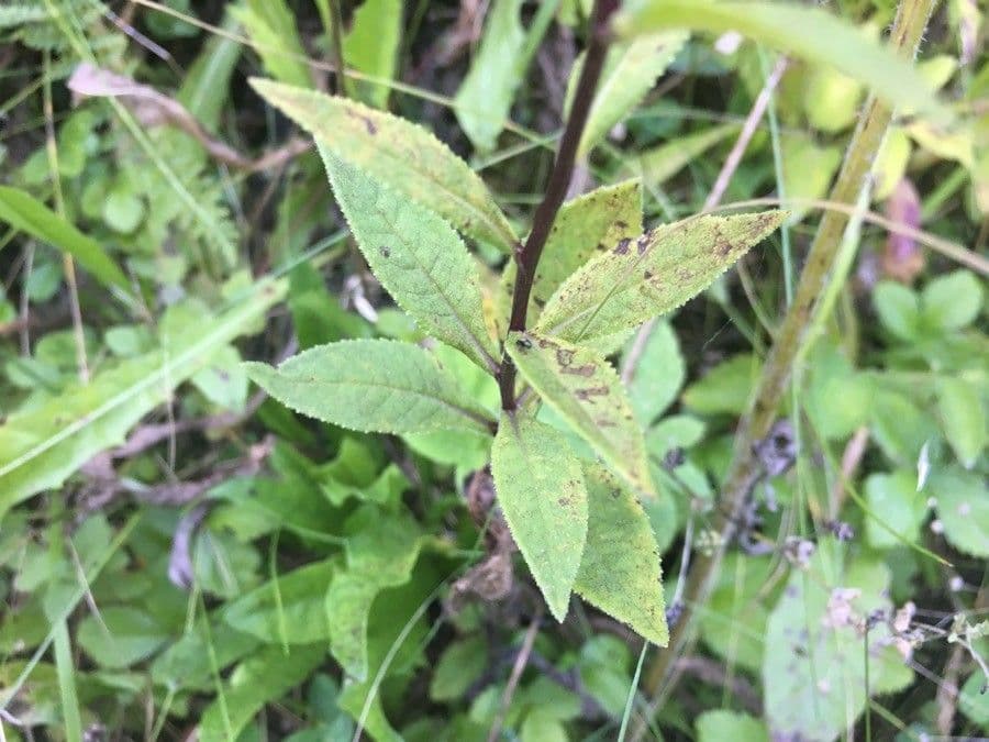 Senecio sarracenico 16
