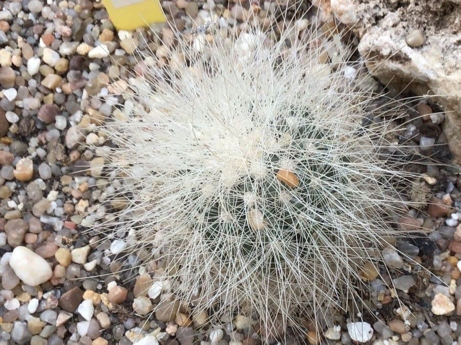 Copiapoa