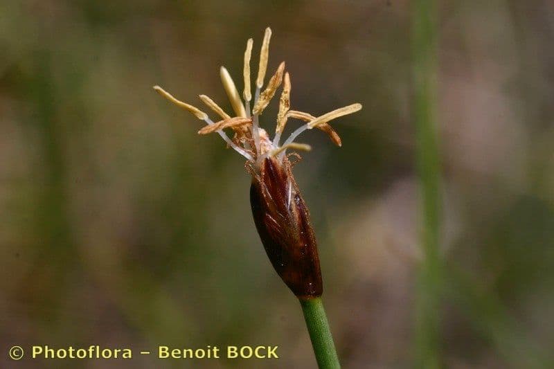Giunco compressa