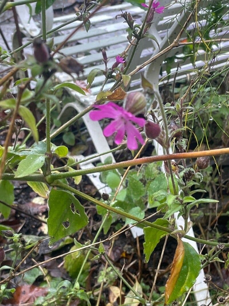Silene dioica 15