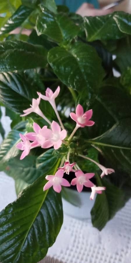 Pentas 4