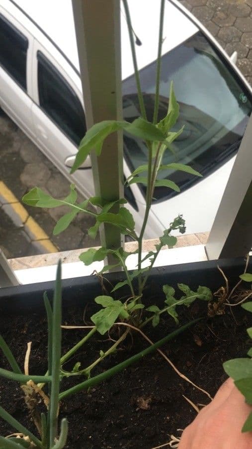 Rucola 17