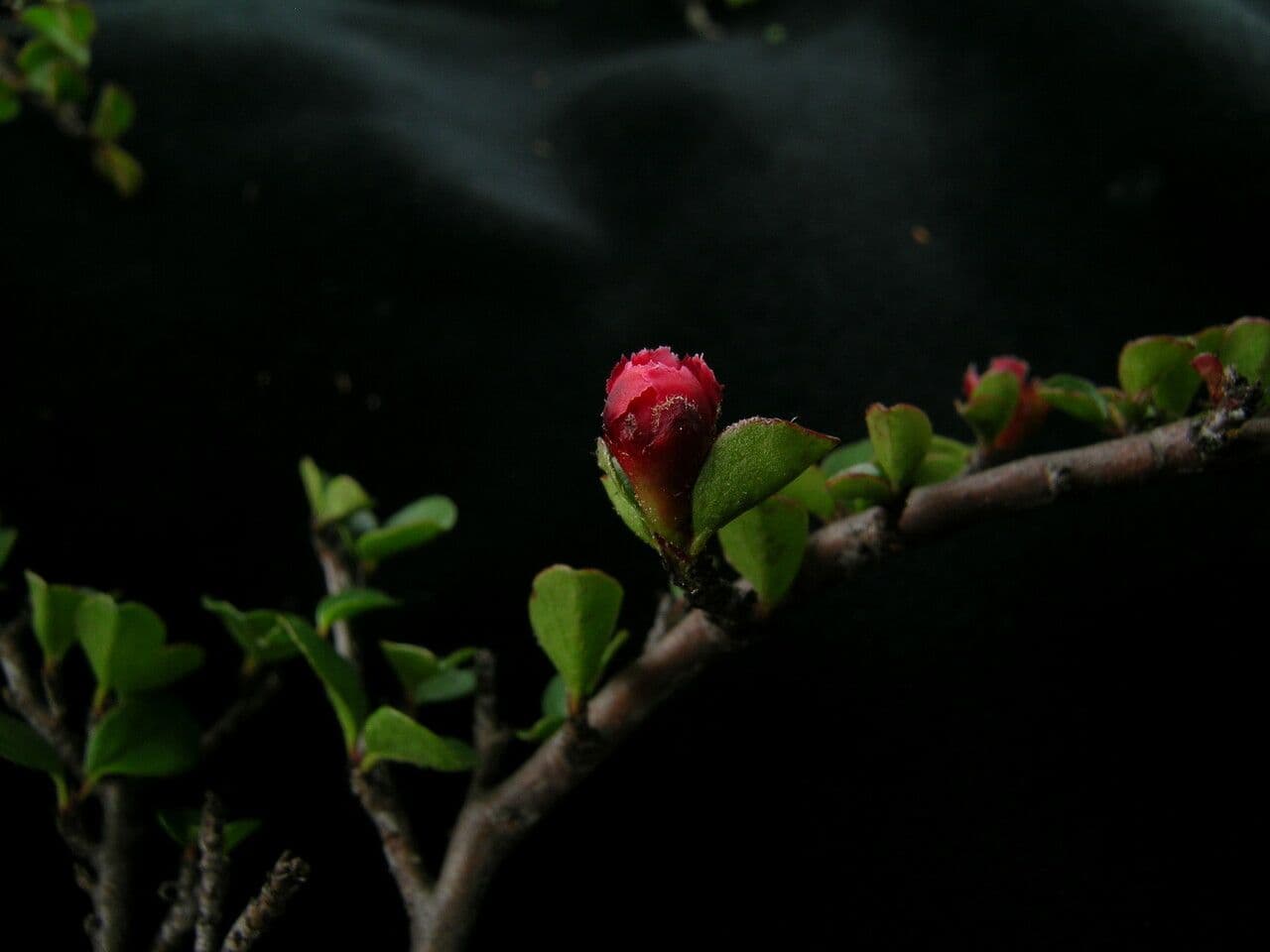 Cotoneaster 6