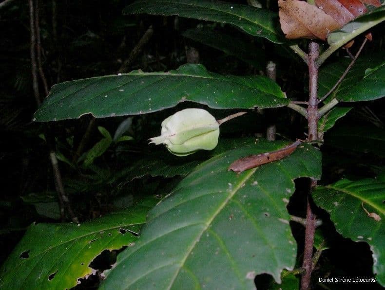 Atractocarpus 5