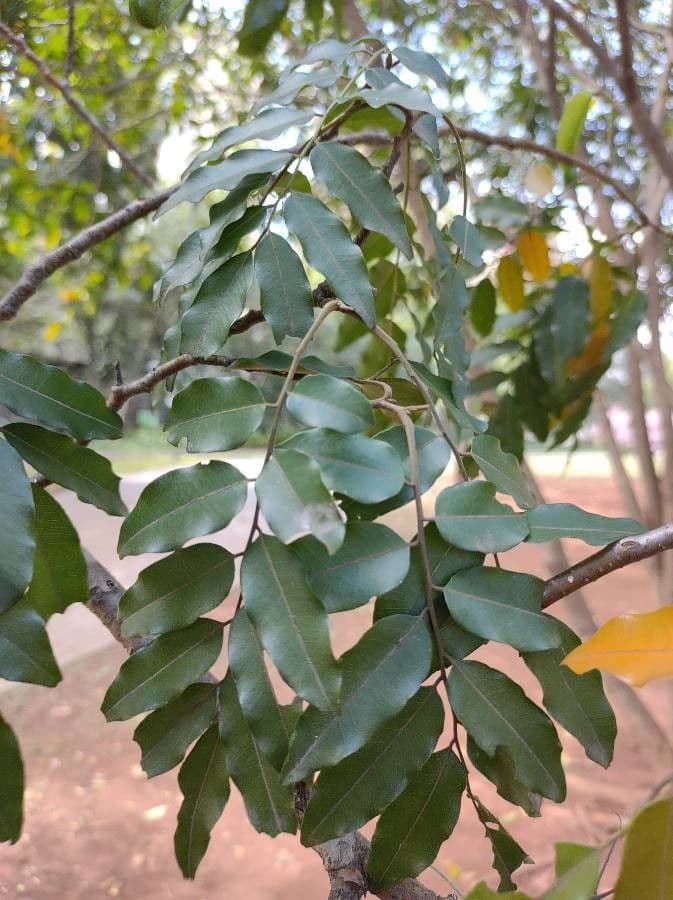Perubalsam 3