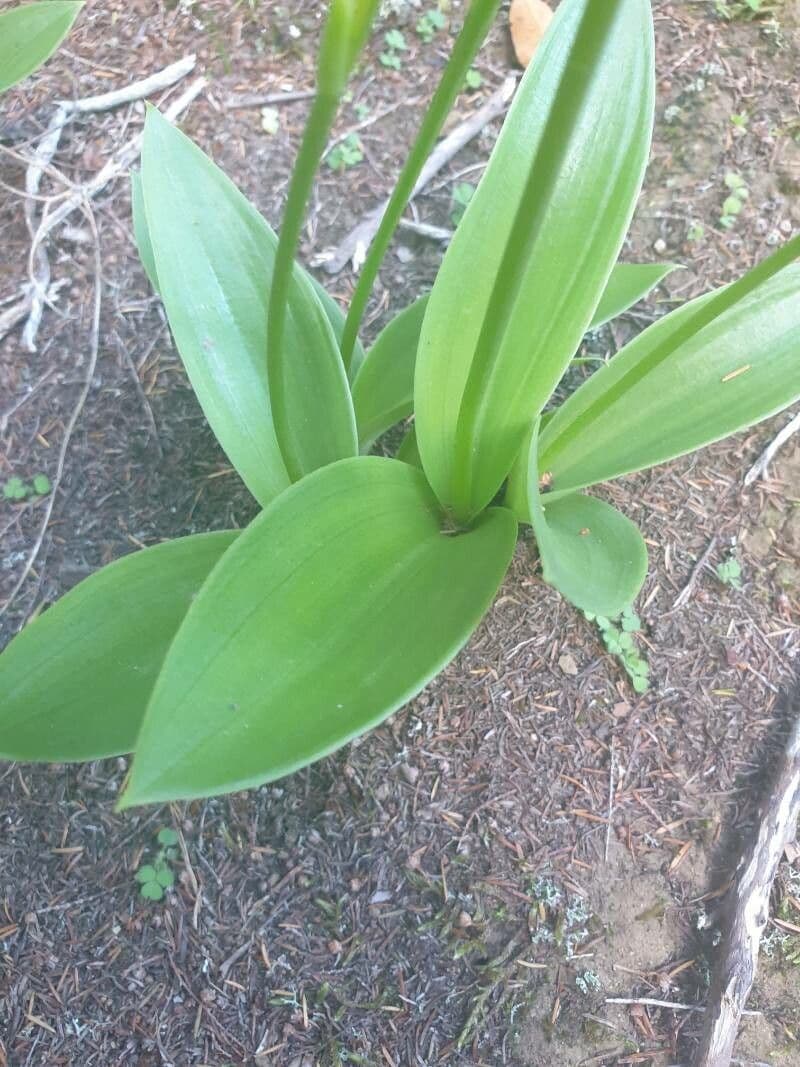 Habenaria 12