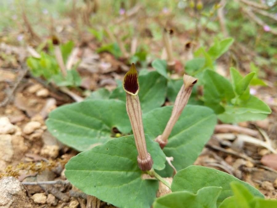 Rostlina 6