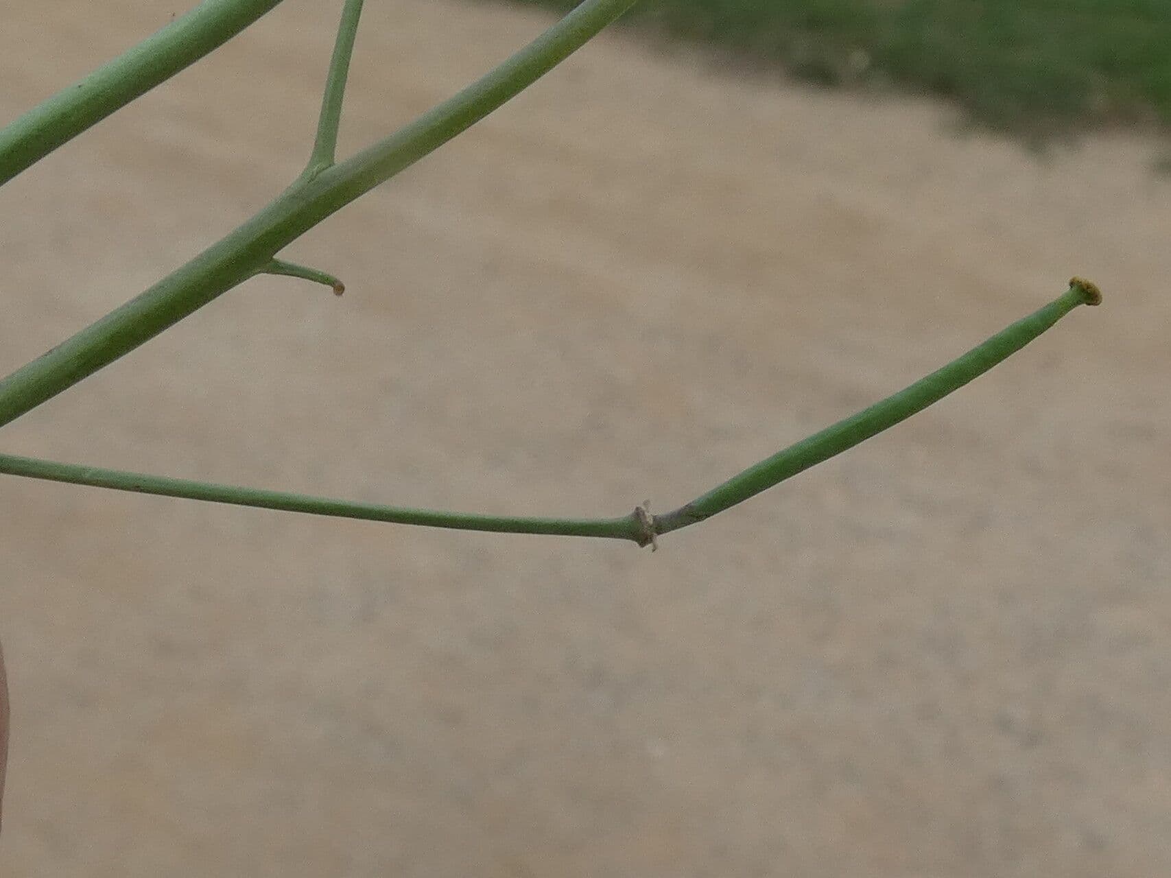 Diplotaxis à feuilles étroites 22