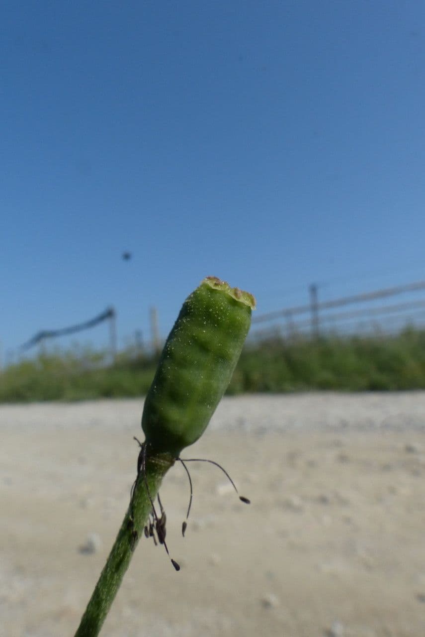 Saat-Mohn 4