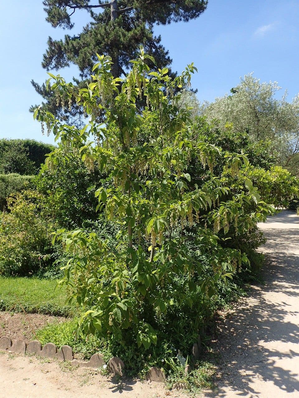 Pterostyrax hispidus 10