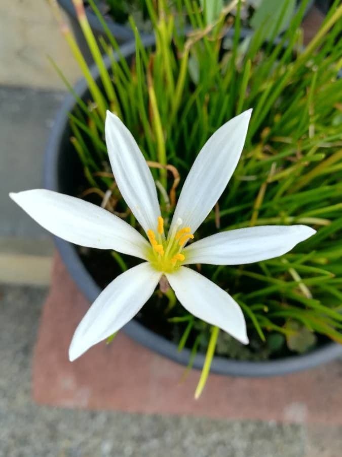 Ornithogalum gussonei 5