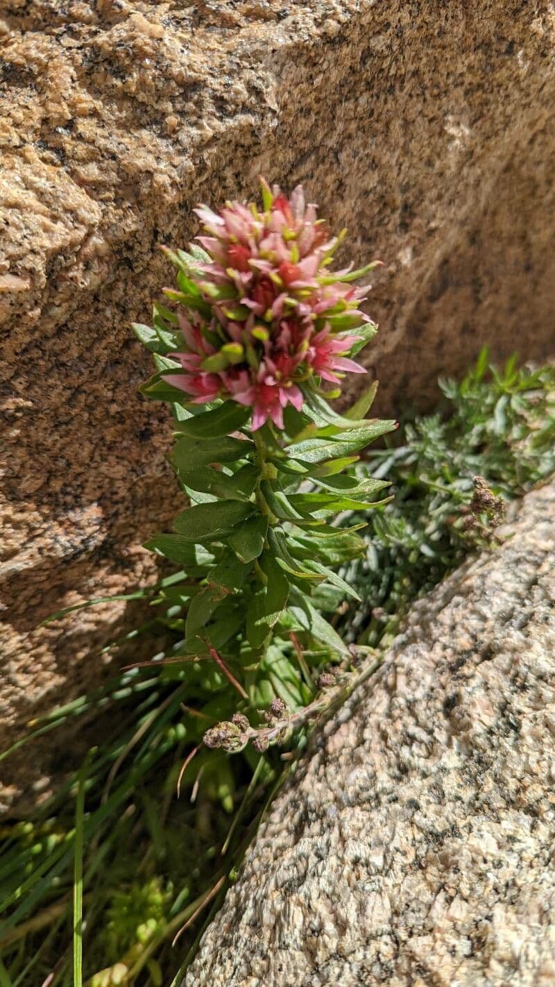 Rhodiola rosata 9