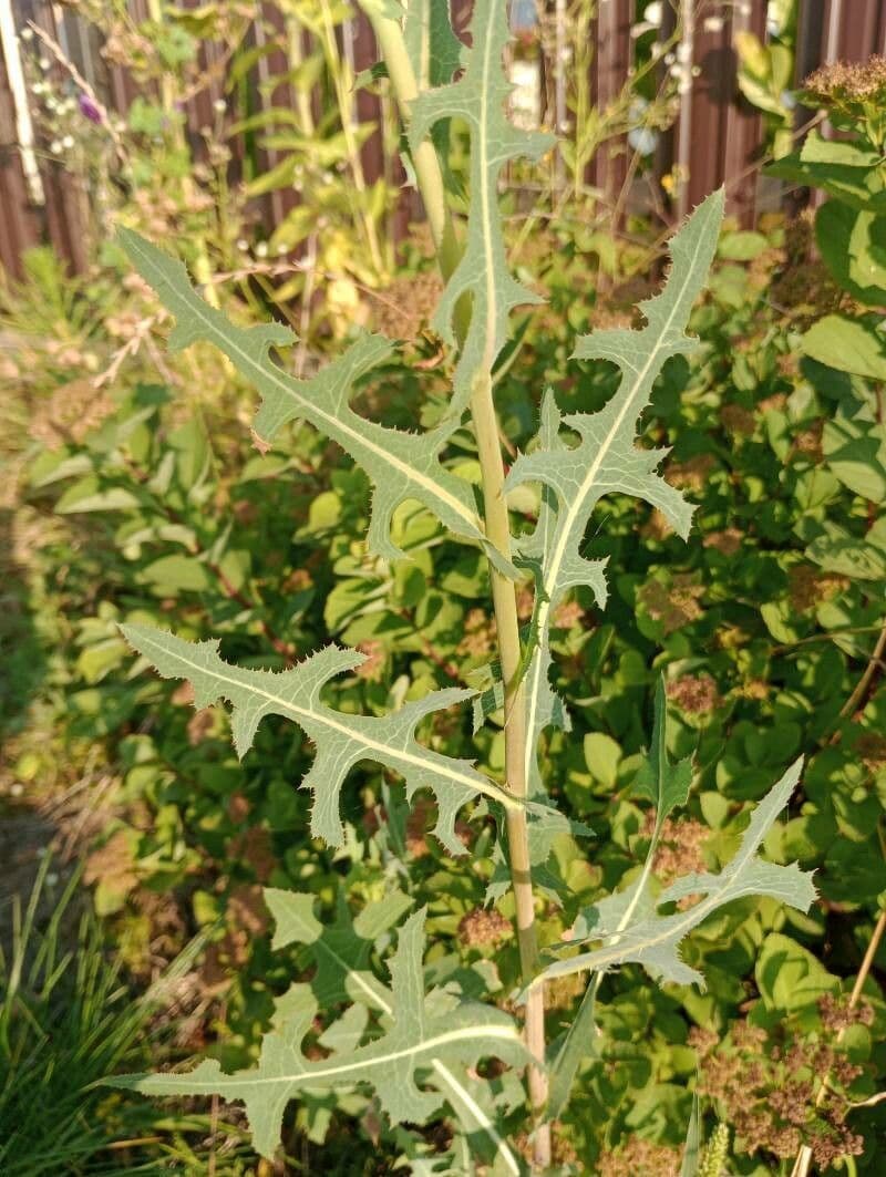 Lactuca saligna 19