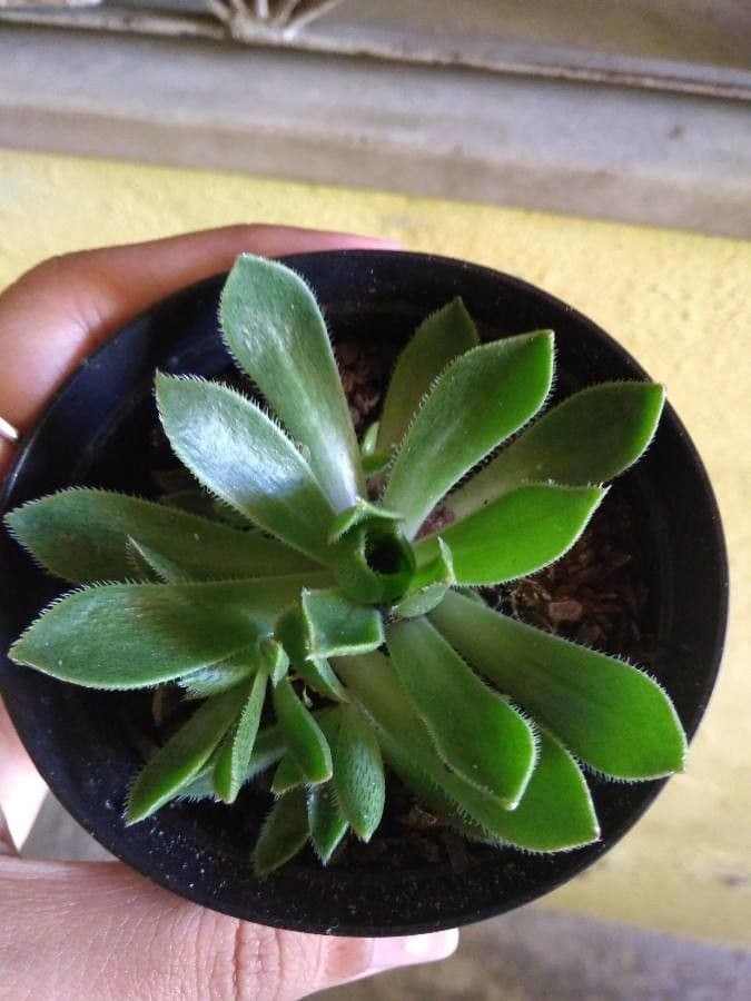 Aeonium simsii 14