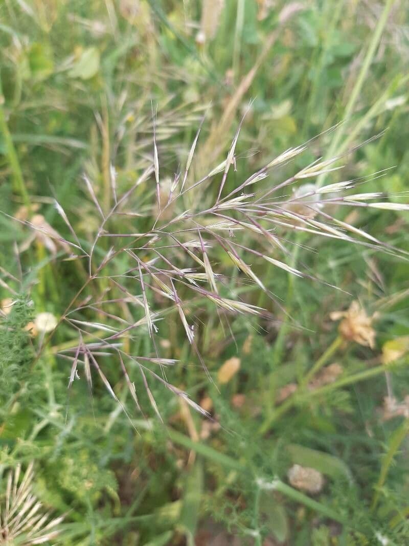 Festuca ligure 2