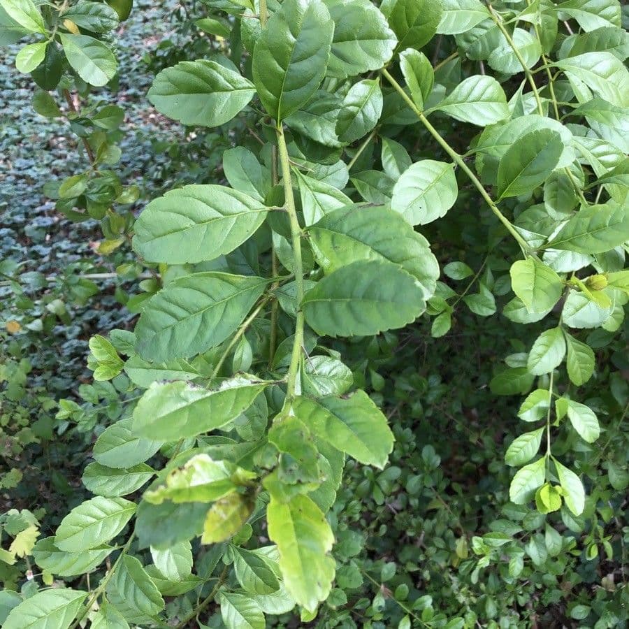 Duranta 4