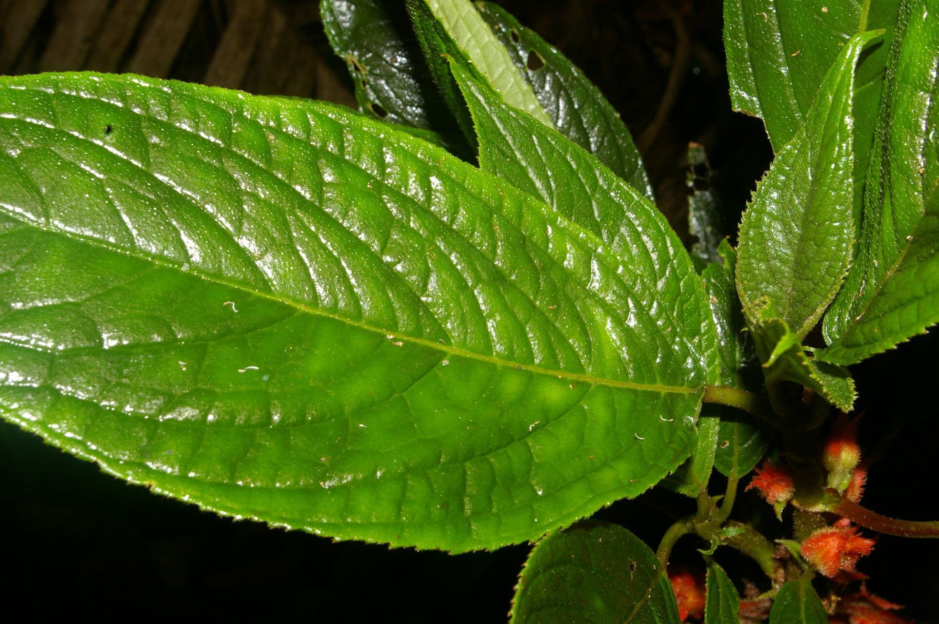 Glossoloma 6