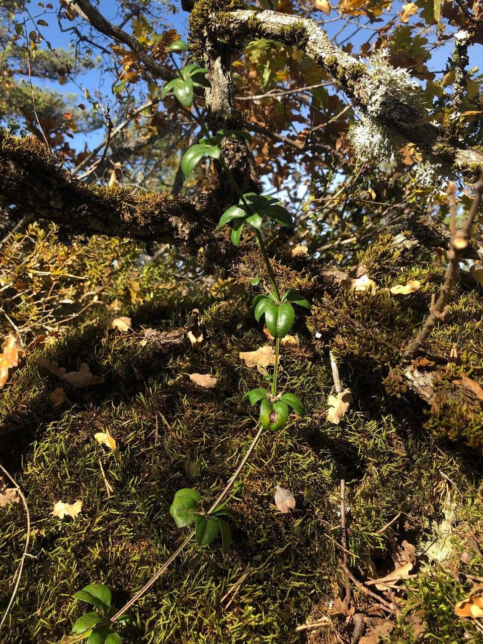 Wild madder 11