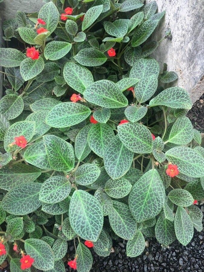 Episcia cupreata 9