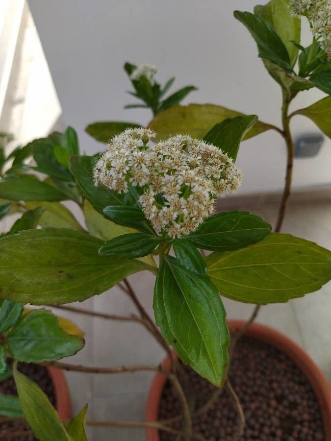 Psiadia