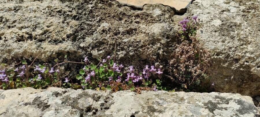 Cymbalaria pallida 9
