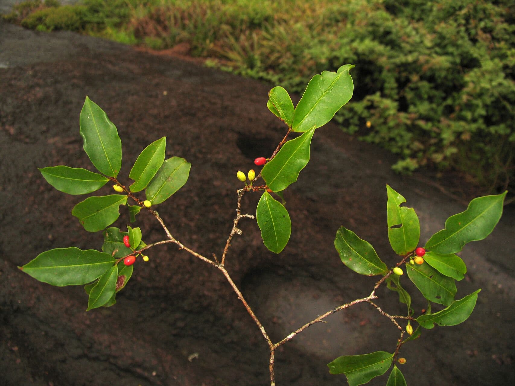 Erythroxylum 2