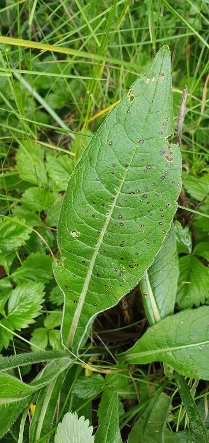 Knautia 12