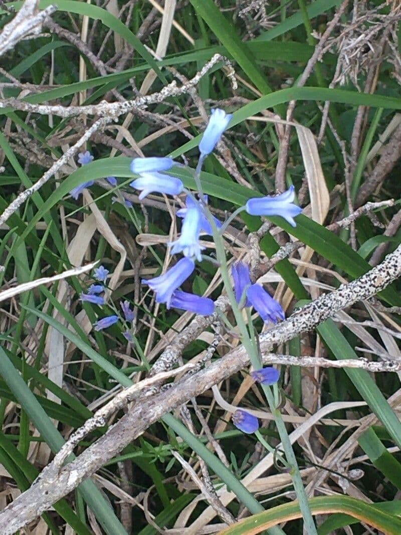 Jacinthe améthyste 4