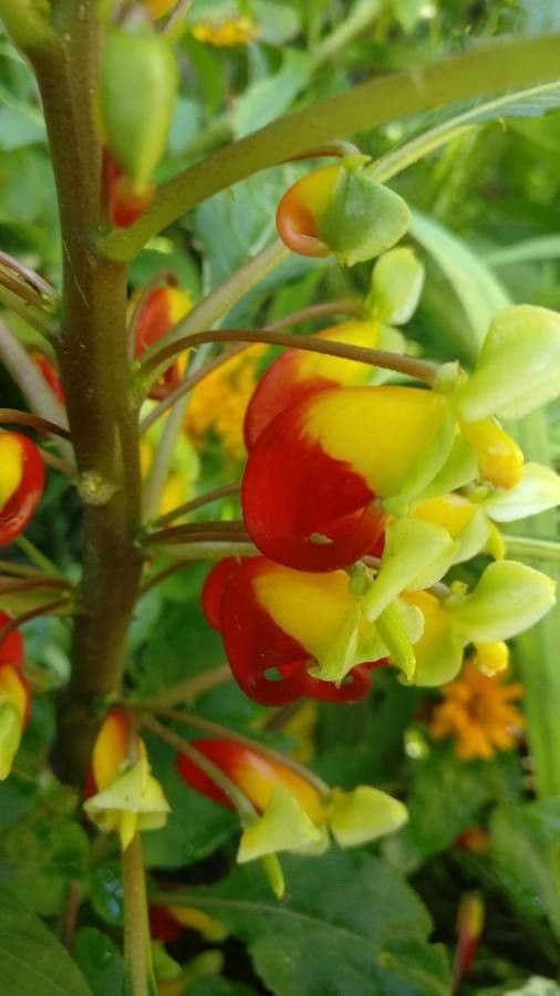 Impatiens 8