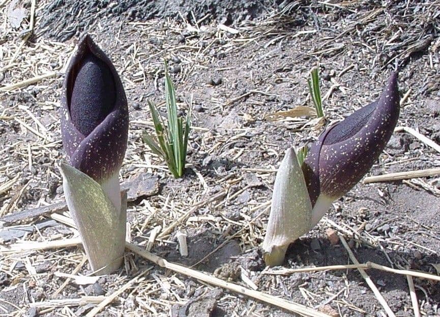 Amorphophallus aphyllo