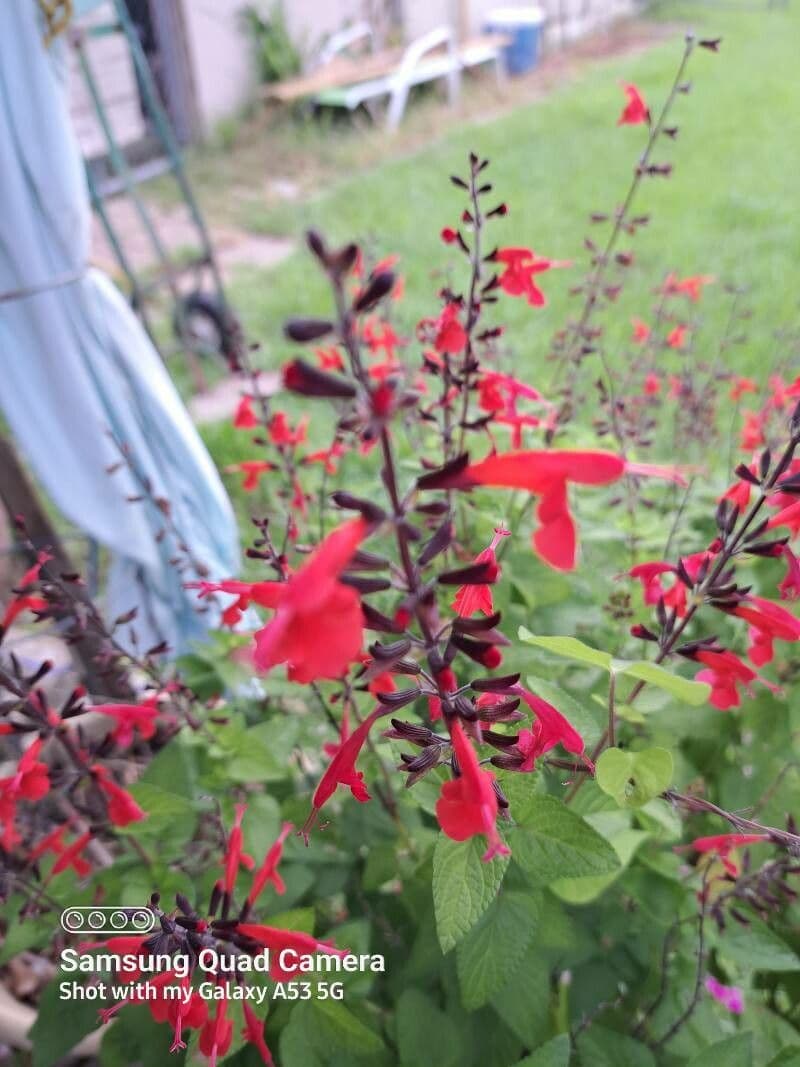 Salvia scarlatta 23