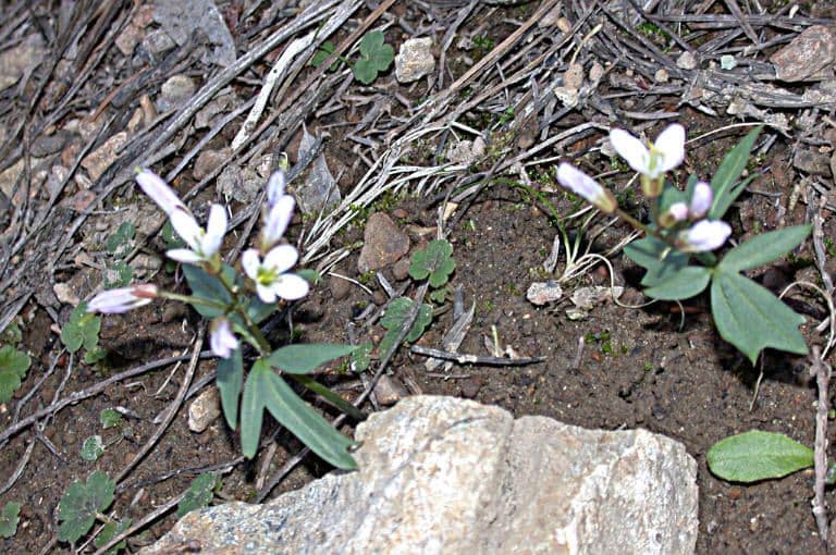 Cardamine di Nuttall 9