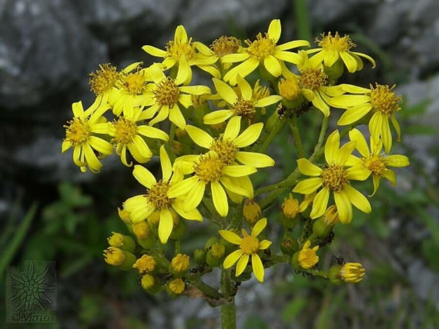 Senecione