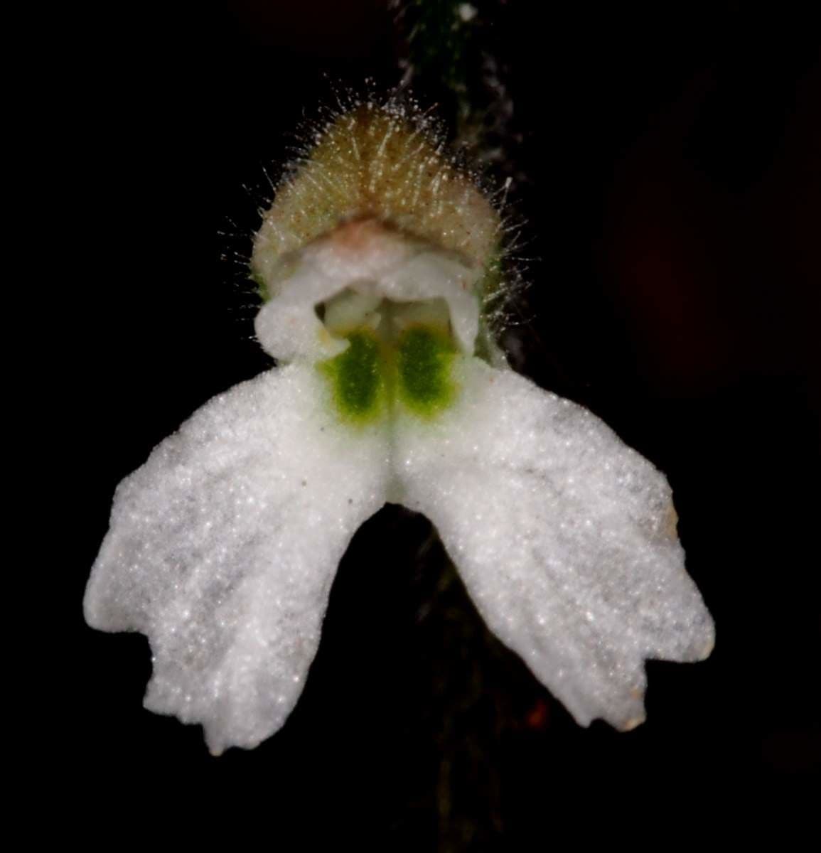 Cheirostylis 5