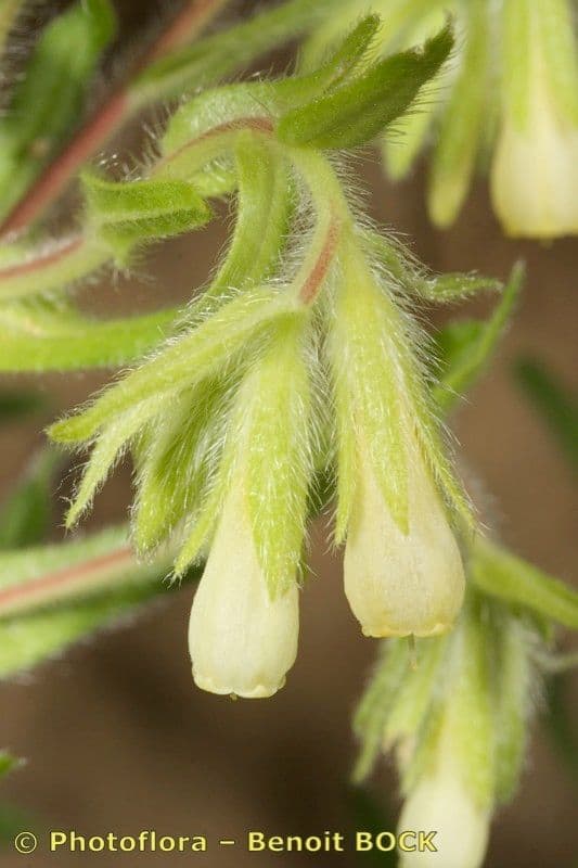 Onosma 2