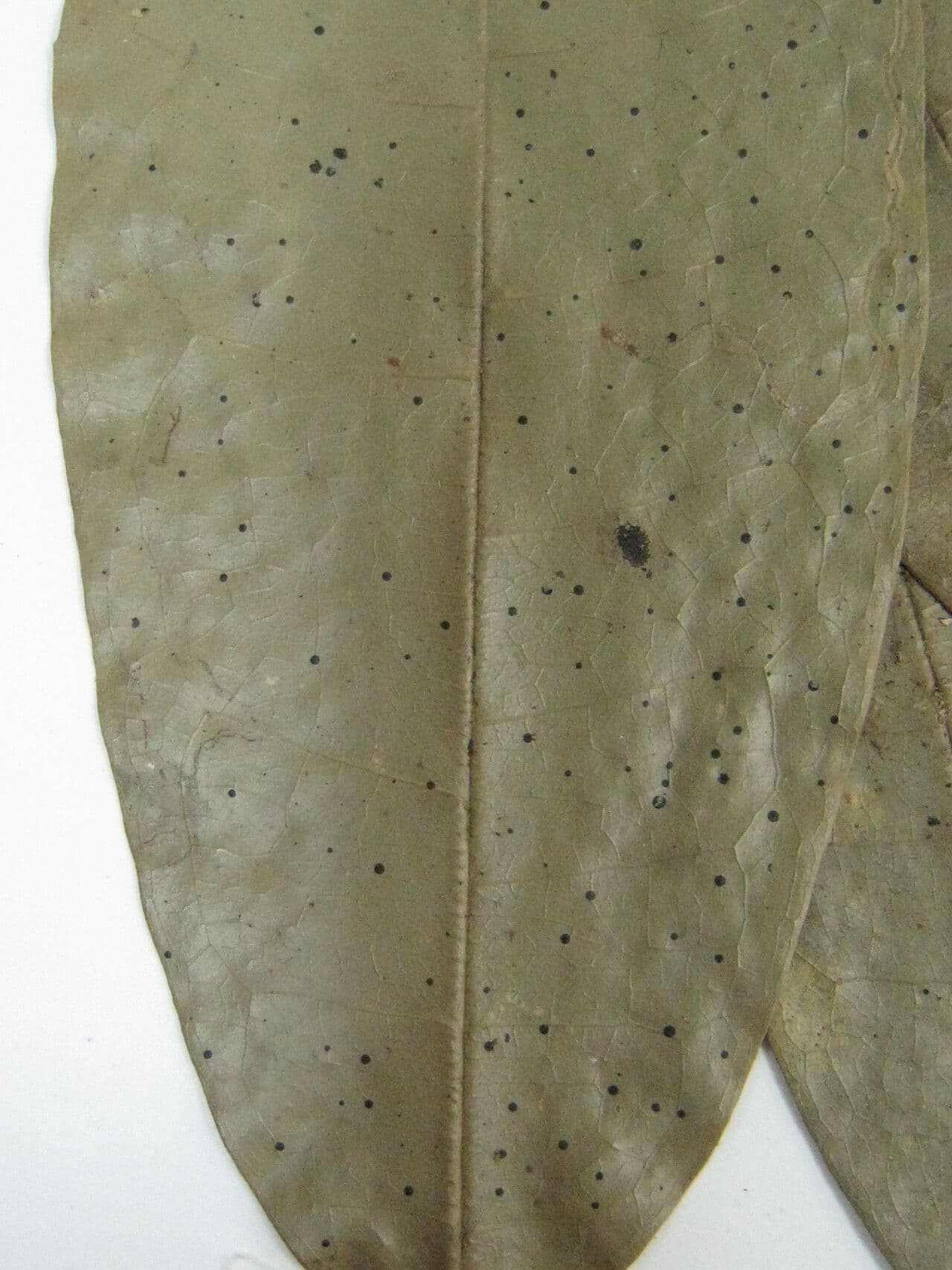 Duguetia oligocarpa