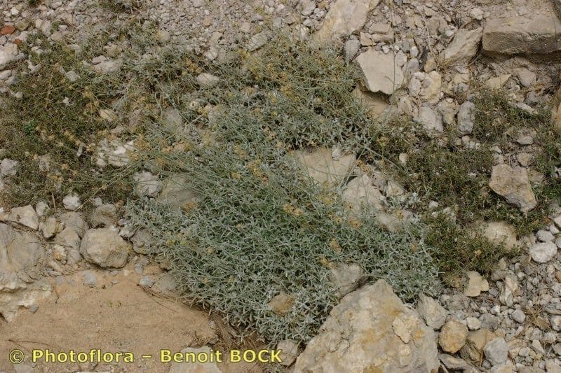 Sideritis 9