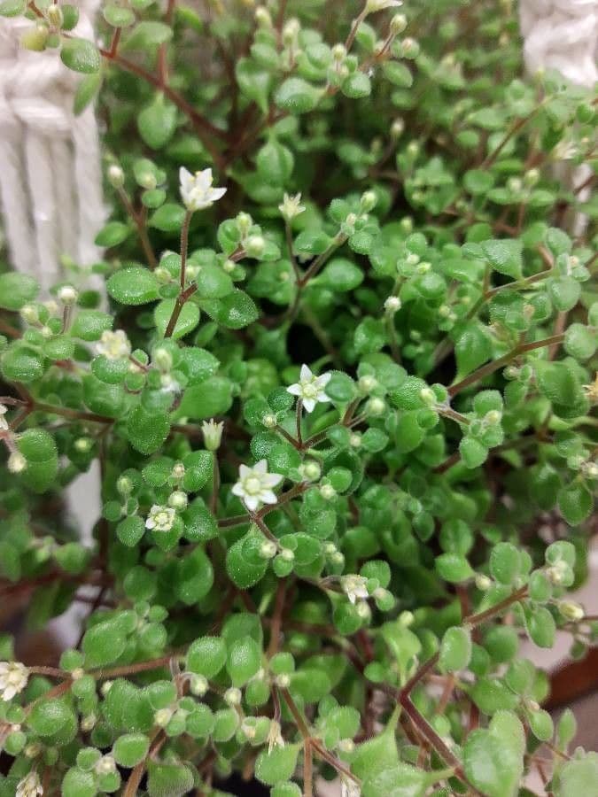 Crassula expansa 10