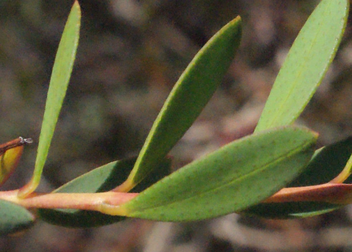 Melaleuca radula 7