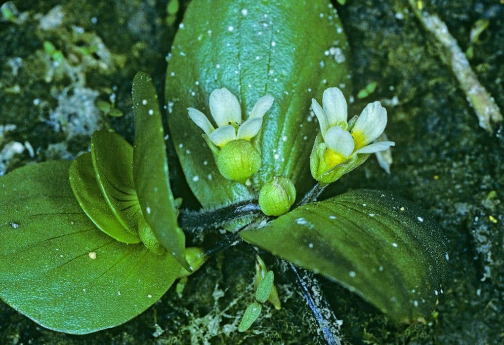 Bacopa okrouhlolistá