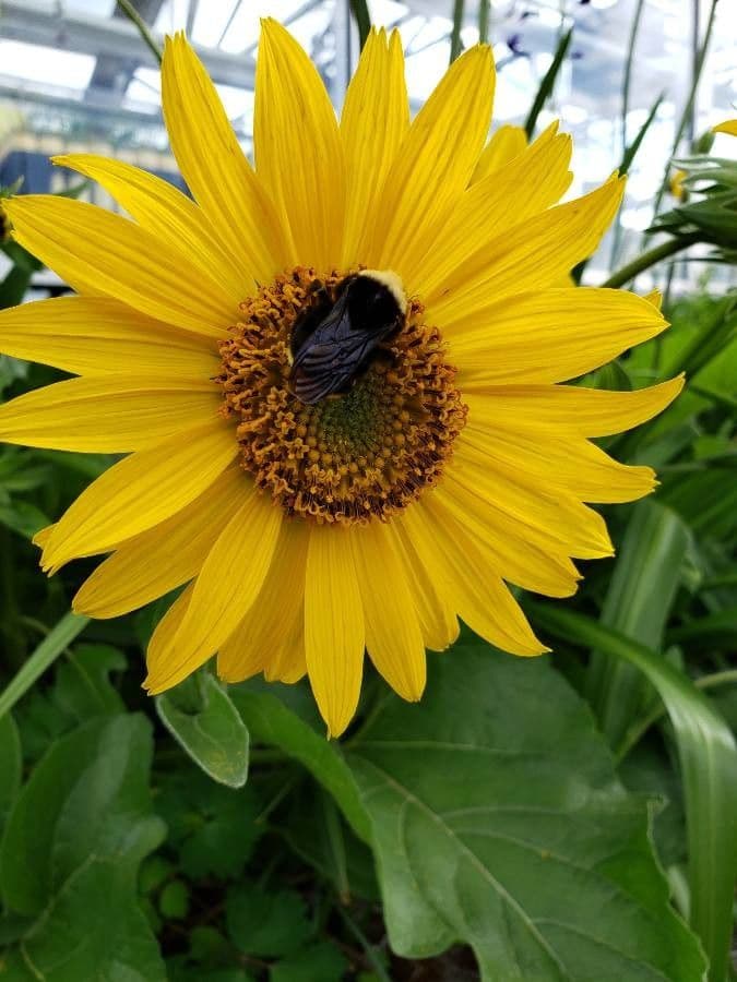 Balsamorhiza 2