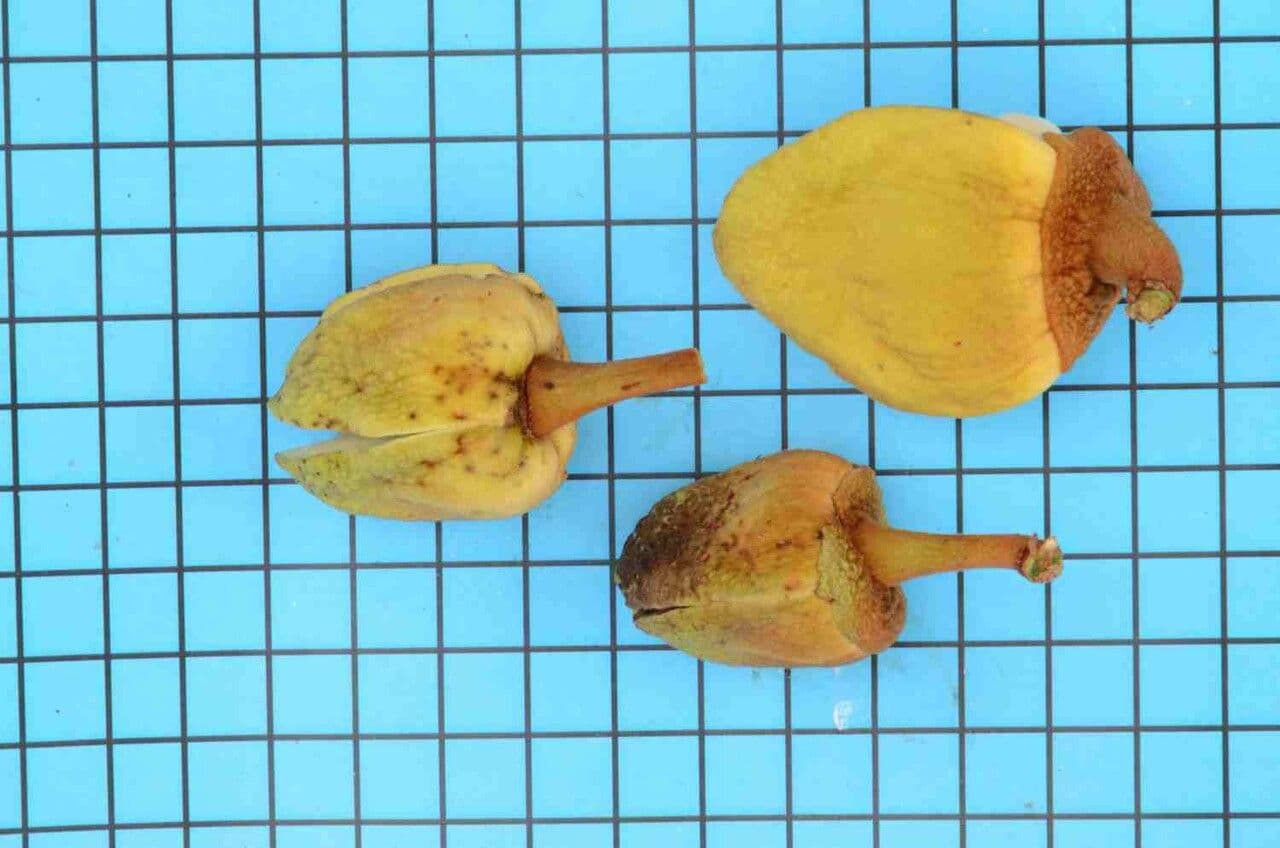Annona crassiflora 6