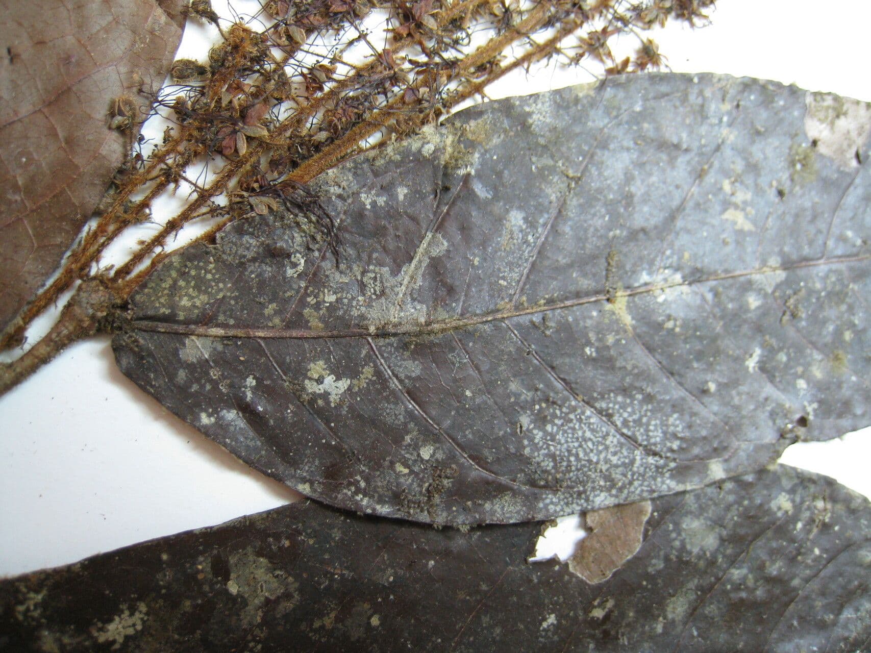 Hirtella 7
