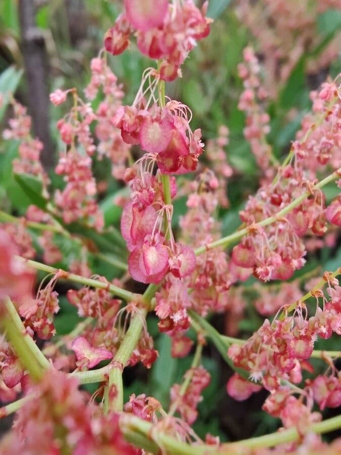 Acetosa