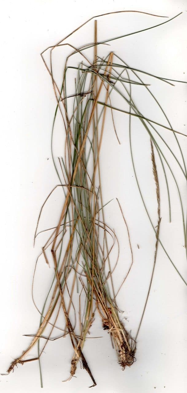 Festuca