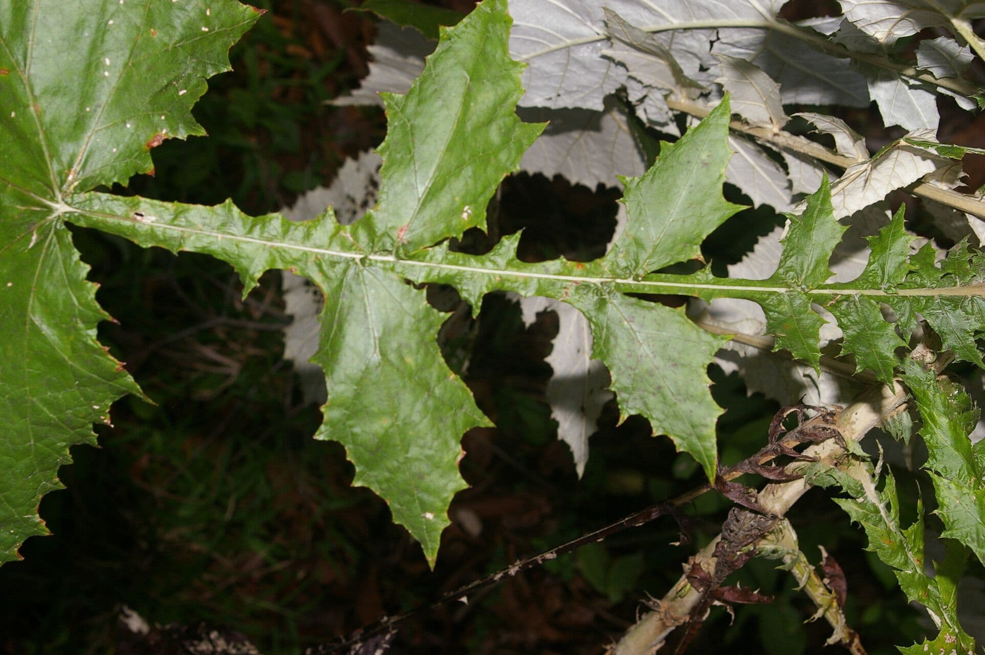 Onoseris