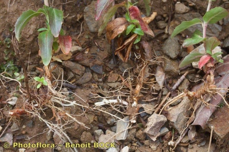 Epilobium 17