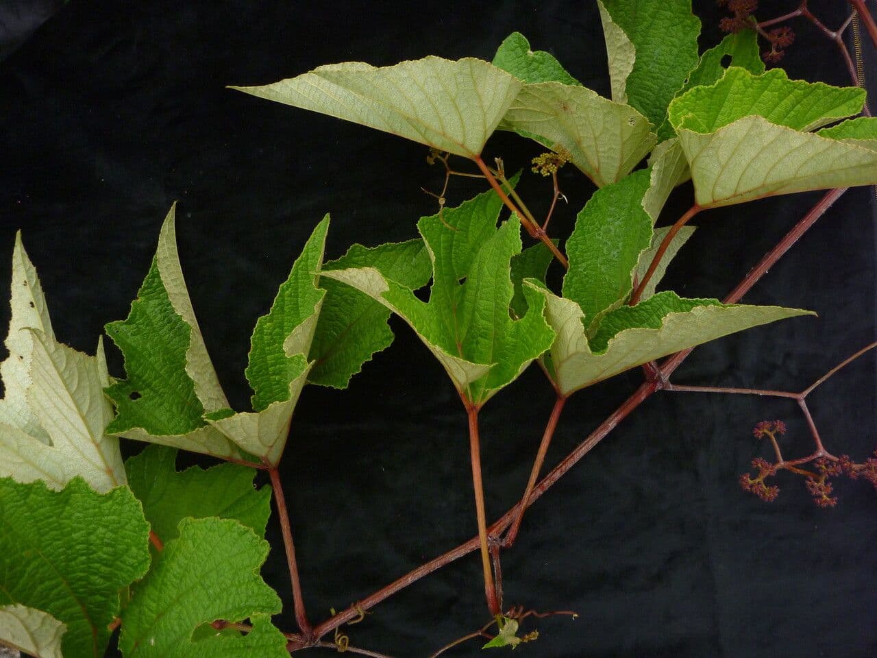Ampelocissus