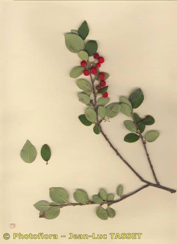 Cotonéaster commun 27